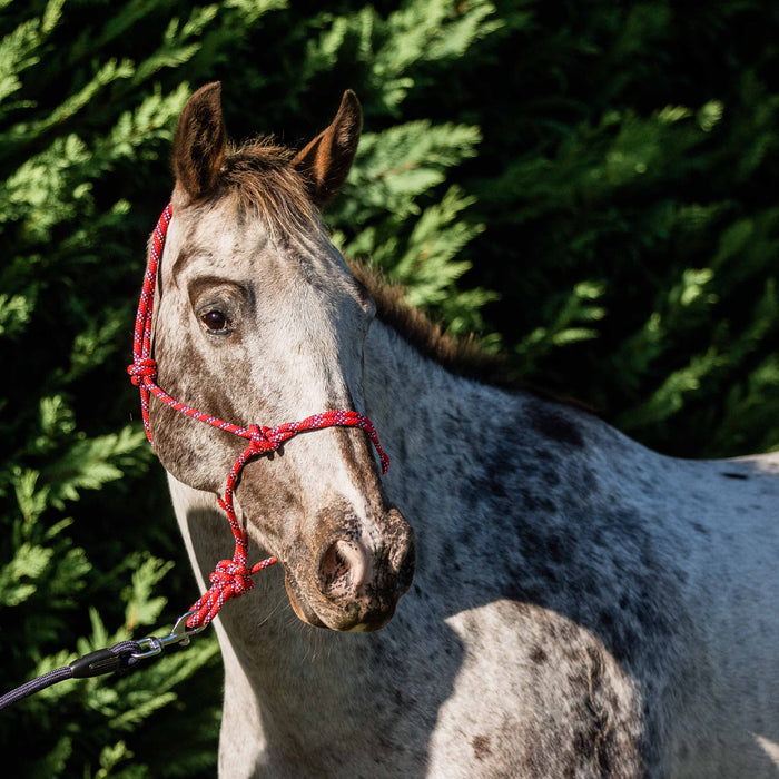 Flair Rope Multi Fleck Halters