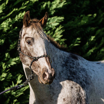 Flair Rope Multi Fleck Halters