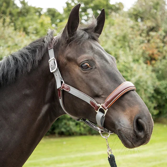 KM Elite Leather Contrast Head Collar